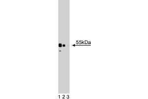 Western blot analysis of XRCC4 on a HeLa cell lysate (Human cervical epitheloid carcinoma, ATCC CCL-2. (XRCC4 anticorps  (AA 53-168))