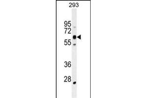 KRBA2 Antibody (Center) (ABIN655380 and ABIN2844933) western blot analysis in 293 cell line lysates (35 μg/lane). (KRBA2 anticorps  (AA 157-186))