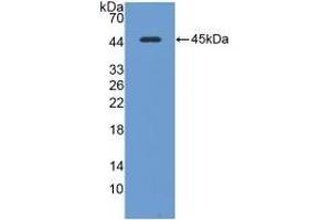 Detection of Recombinant CAV1, Mouse using Polyclonal Antibody to Caveolin 1 (CAV1) (Caveolin-1 anticorps  (AA 2-104))