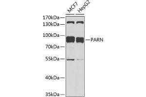 Western blot analysis of extracts of various cell lines, using PARN antibody (ABIN1681249, ABIN3018397, ABIN3018398 and ABIN6220460) at 1:1000 dilution. (PARN anticorps  (AA 1-280))