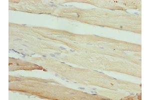 Immunohistochemistry of paraffin-embedded human skeletal muscle tissue using ABIN7166743 at dilution of 1:100 (MAB21L1 anticorps  (AA 1-359))