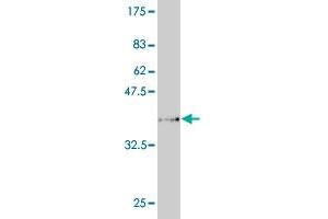 Western Blot detection against Immunogen (34. (PCDHA6 anticorps  (AA 295-370))