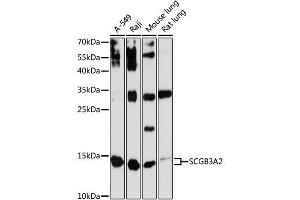Western blot analysis of extracts of various cell lines, using SCGB3A2 antibody (ABIN6147429) at 1:3000 dilution. (SCGB3A2 anticorps  (AA 1-93))