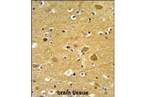 Formalin-fixed and paraffin-embedded human brain tissue reacted with TNPO1 Antibody (N-term), which was peroxidase-conjugated to the secondary antibody, followed by DAB staining. (Transportin 1 anticorps  (N-Term))