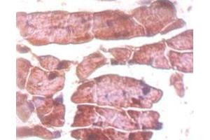 Immunohistochemistry of paraffin-embedded mouse heart tissue using ABIN7172220 at dilution of 1:50 (Titin anticorps  (AA 5398-5604))
