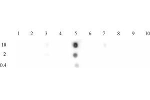 Histone H3K9ac antibody (pAb) tested by dot blot analysis. (Histone 3 anticorps  (acLys9))