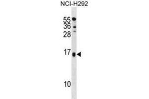 Western Blotting (WB) image for anti-Selenoprotein M (SELM) antibody (ABIN3001336) (SELM anticorps)