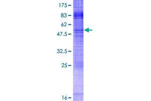 Image no. 1 for Inositol(myo)-1(or 4)-Monophosphatase 2 (IMPA2) (AA 1-288) protein (GST tag) (ABIN1307885)