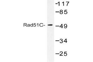 Western blot (WB) analysis of Rad51C antibody in extracts from COS-7 cells. (RAD51C anticorps)