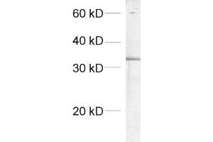 dilution: 1 : 1000, sample: crude synaptosomal fraction of rat brain (P2) (SCAMP1 anticorps  (AA 2-15))