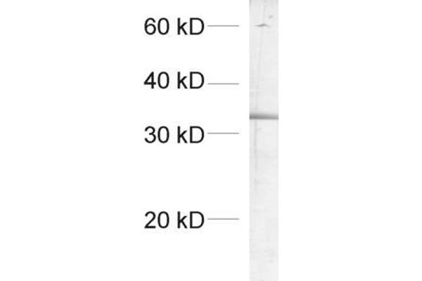 SCAMP1 antibody  (AA 2-15)