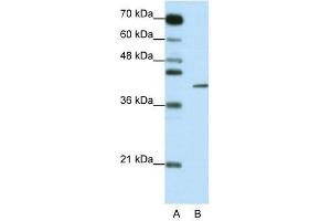 ZFP42 antibody used at 0.