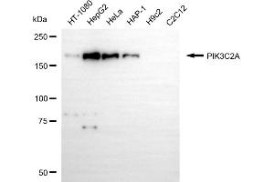 Western blotting analysis using PIK3C2A antibody (ABIN7799818). (PIK3C2A anticorps)