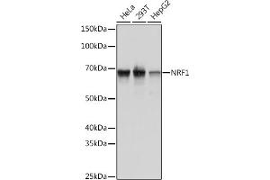 Western blot analysis of extracts of various cell lines, using NRF1 Rabbit mAb (ABIN7269022) at 1:1000 dilution. (NRF1 anticorps)