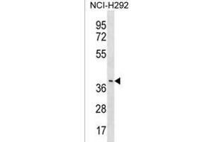 Y Antibody (C-term) (ABIN1537198 and ABIN2838091) western blot analysis in NCI- cell line lysates (35 μg/lane). (LRRC74B anticorps  (C-Term))