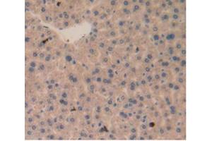 IHC-P analysis of Mouse Liver Tissue, with DAB staining.