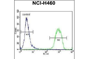 Flow cytometric analysis of NCI-H460 cells (right histogram) compared to a negative control cell (left histogram). (ATRX anticorps  (C-Term))