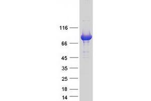 Validation with Western Blot (NCKIPSD Protein (Transcript Variant 2) (Myc-DYKDDDDK Tag))