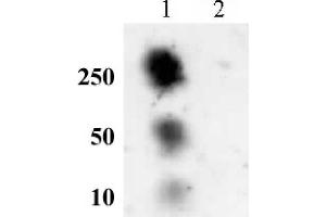 Histone H2A phospho Ser129 pAb tested by dot blot analysis. (Histone H2A anticorps  (pSer129))