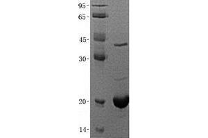 Validation with Western Blot