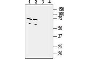 Western blot analysis of mouse (lanes 1 and 3) and rat (lanes 2 and 4) brain lysates: - 1,2. (TBXA2R anticorps  (3rd Intracellular Loop))