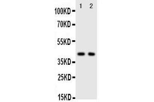Anti-CXCR5 antibody, Western blotting Lane 1: Rat Spleen Tissue Lysate Lane 2: HELA Cell Lysate (CXCR5 anticorps  (C-Term))