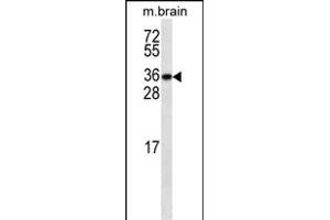 GBL ABIN659124 western blot analysis in mouse testis tissue lysates (35 μg/lane). (GBL anticorps)