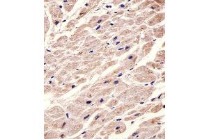 Immunohistochemical analysis of paraffin-embedded H.