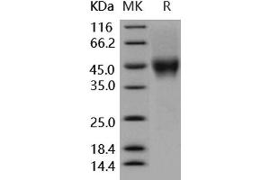 Western Blotting (WB) image for Fc Fragment of IgG, Low Affinity IIIa, Receptor (CD16a) (FCGR3A) (Active) protein (His tag,AVI tag) (ABIN7195704)