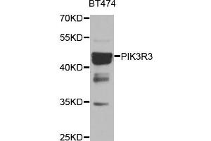 Western blot analysis of BT474 cell lines, using PIK3R3 antibody. (PIK3R3 anticorps)
