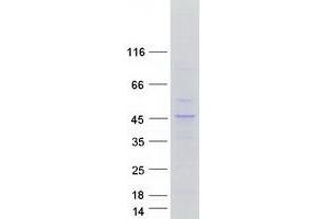 Validation with Western Blot