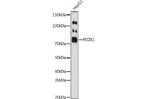 Western blot analysis of extracts of HepG2 cells, using PDZK1 antibody (ABIN7269199) at 1:1000 dilution. (PDZK1 anticorps)