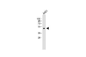 Anti-ATG4D at 1:4000 dilution + A431 whole cell lysate Lysates/proteins at 20 μg per lane. (ATG4D anticorps)