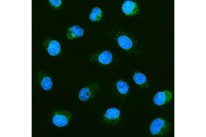 IF analysis of Prohibitin/PHB using anti-Prohibitin/PHB antibody (ABIN7599170). (Prohibitin anticorps  (AA 1-257))