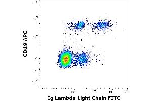 Flow cytometry multicolor surface staining of human lymphocytes stained using anti-human Ig lambda light chain (4C2) FITC antibody (20 μL reagent / 100 μL of peripheral whole blood) and anti-human CD19 (LT19) APC antibody (10 μL reagent / 100 μL of peripheral whole blood). (Lambda-IgLC anticorps  (FITC))