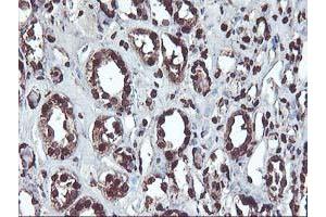 Image no. 6 for anti-O-Sialoglycoprotein Endopeptidase (OSGEP) (AA 1-335) antibody (ABIN1490751) (OSGEP anticorps  (AA 1-335))