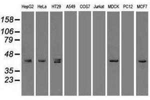 Image no. 5 for anti-Keratin 19 (KRT19) (AA 240-390) antibody (ABIN1491257)