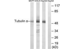 Western blot analysis of extracts from MCF-7/COLO/HepG2 cells, using Tubulin alpha Antibody. (alpha Tubulin anticorps)