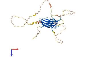 C2 Calcium-Dependent Domain Containing 4D (C2CD4D) (AA 1-341) protein (His tag)