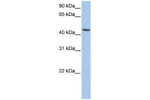 WB Suggested Anti-ALDH3B1 Antibody Titration: 0. (ALDH3B1 anticorps  (N-Term))
