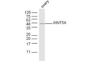 Mouse ovary lysates probed with WNT5A Polyclonal Antibody, unconjugated  at 1:300 overnight at 4°C followed by a conjugated secondary antibody at 1:10000 for 90 minutes at 37°C. (WNT5A anticorps  (AA 301-381))