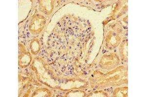 Immunohistochemistry of paraffin-embedded human kidney tissue using ABIN7148641 at dilution of 1:100