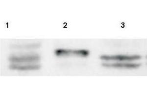 Western Blot of Rabbit anti-Sprouty-4 antibody.