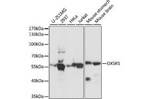 Western blot analysis of extracts of various cell lines, using OXSR1 antibody. (OXSR1 anticorps)