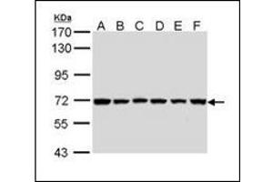 Sample (30 µg of whole cell lysate). (BIRC3 anticorps)