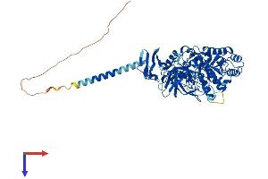AlphaFold protein structure predicition of Mouse Recombinant Myorg Protein, UniprotID Q69ZQ1