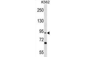 Western Blotting (WB) image for anti-Testis Specific, 10 (TSGA10) antibody (ABIN3001029)