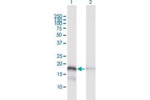Western Blot analysis of MTP18 expression in transfected 293T cell line by MTP18 MaxPab polyclonal antibody. (Mtfp1 anticorps  (AA 1-166))