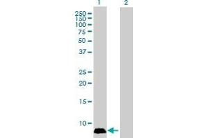 Western Blot analysis of GNGT1 expression in transfected 293T cell line by GNGT1 MaxPab polyclonal antibody. (GNGT1 anticorps  (AA 1-74))