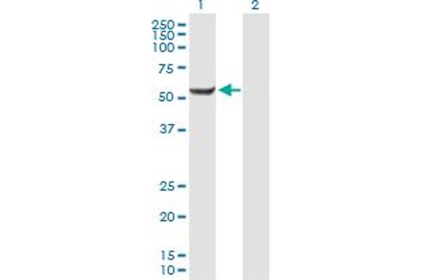 CENPI anticorps  (AA 1-522)